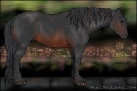 Horse Color:Brown Rabicano Brindle