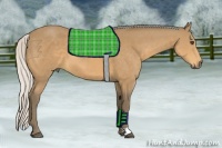 Horse Color:Silver Buckskin 