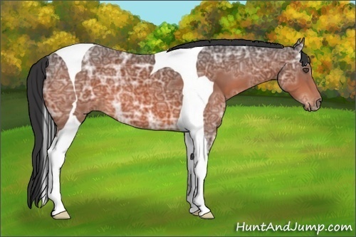 Horse Color:Bay Ice Tobiano