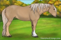 Horse Color:Palomino