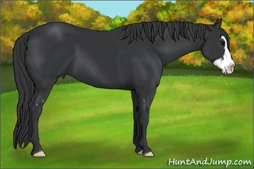 Horse Color:Black Splash Frame 