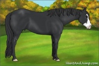 Horse Color:Black Splash Frame