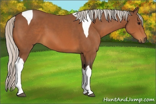 Horse Color:Silver Bay Tobiano 