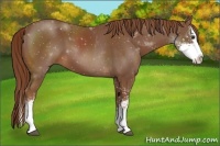 Horse Color:Chestnut Sabino Splash