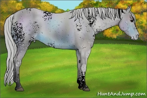 Horse Color:ERROR: UNKNOWN ANOMALY