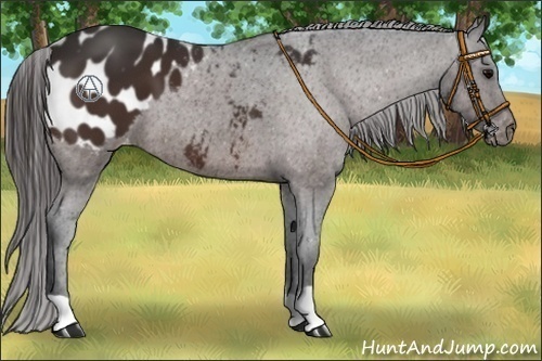Horse Color:Bay Appaloosa