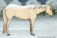Horse Color:Palomino Roan Dun