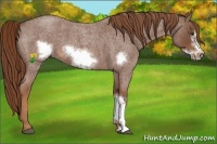 Horse Color:Red Roan Frame 
