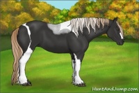 Horse Color:Liver Chestnut Tobiano 