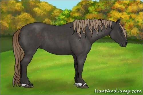 Horse Color:Liver Red Roan