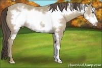Horse Color:Classic Cream Champagne Frame Rabicano