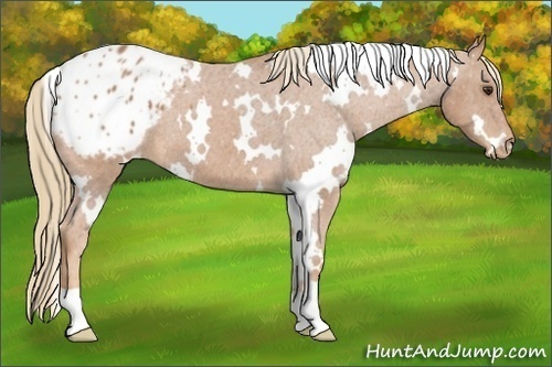 Horse Color:White Spotted Chestnut Appaloosa 