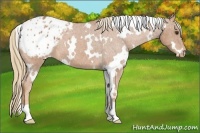 Horse Color:White Spotted Chestnut Appaloosa 