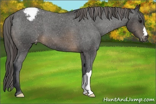 Horse Color:Buckskin Varnish 
