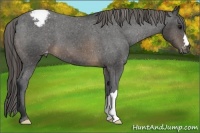Horse Color:Buckskin Appaloosa
