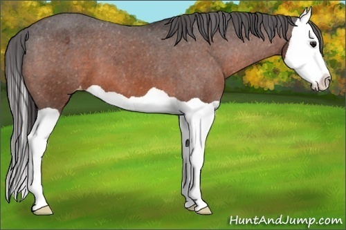 Horse Color:Bay Splash Appaloosa