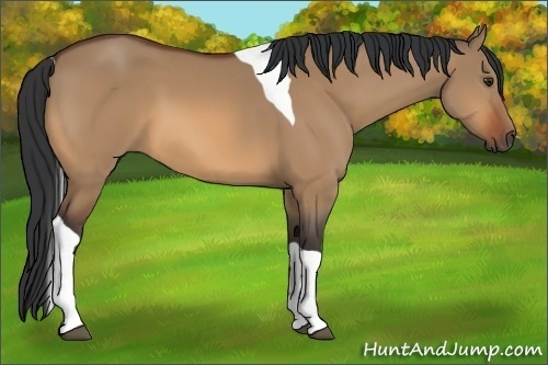 Horse Color:Bay Dun Tobiano 