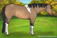 Horse Color:Bay Dun Tobiano