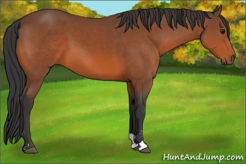 Horse Color:Bay Sabino 
