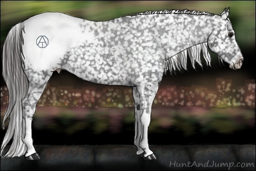 Horse Color:Blue Roan Appaloosa 