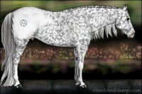 Horse Color:Blue Roan Appaloosa 