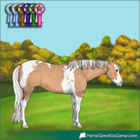 Horse Color:Silver Bay Dun Splash Tobiano
