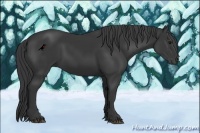 Horse Color:Black Rabicano 