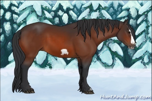 Horse Color:Bay Frame 