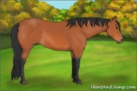 Horse Color:Bay 