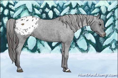 Horse Color:Black Appaloosa