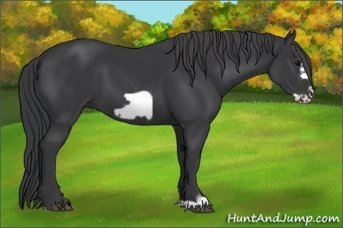 Horse Color:Black Frame 