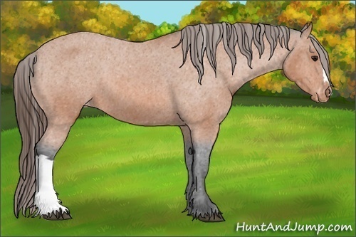 Horse Color:Unknown 