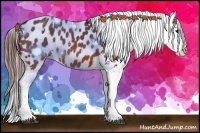 Horse Color:Bay Appaloosa