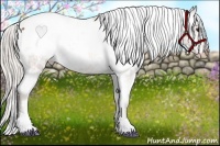 Horse Color:White Spotted Silver Bay Appaloosa 
