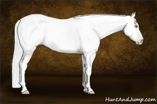 Horse Color:Gray White Spotted Smoky Black Pearl