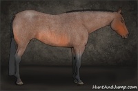 Horse Color:Bay Roan 