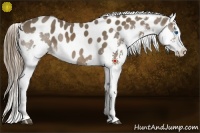 Horse Color:Liver Chestnut Splash Appaloosa 