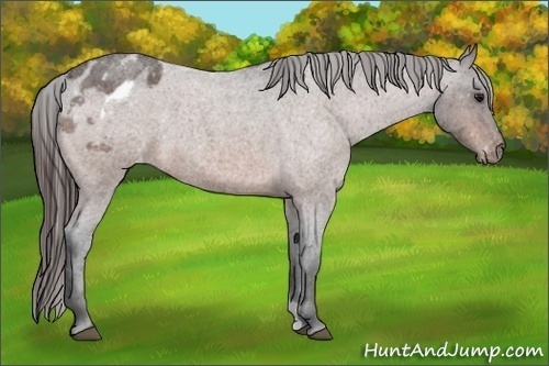 Horse Color:Brown Roan Varnish