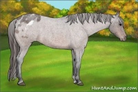 Horse Color:Brown Roan Varnish