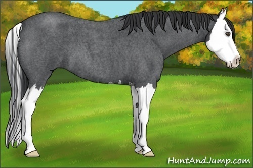 Horse Color:Unknown 