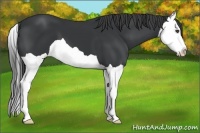 Horse Color:Black Splash