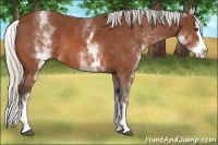 Horse Color:White Spotted Silver Bay Splash
