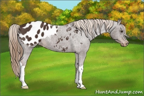 Horse Color:Liver Chestnut Appaloosa 