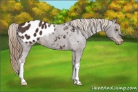 Horse Color:Liver Chestnut Appaloosa 