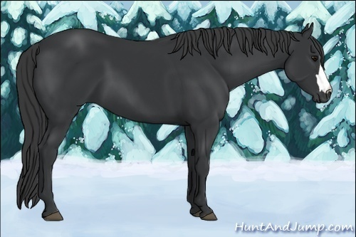 Horse Color:Black 