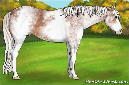 Horse Color:White Spotted Silver Bay Splash 