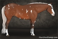 Horse Color:White Spotted Silver Bay Splash