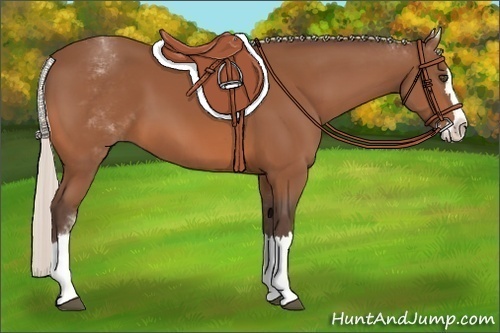 Horse Color:Unknown 