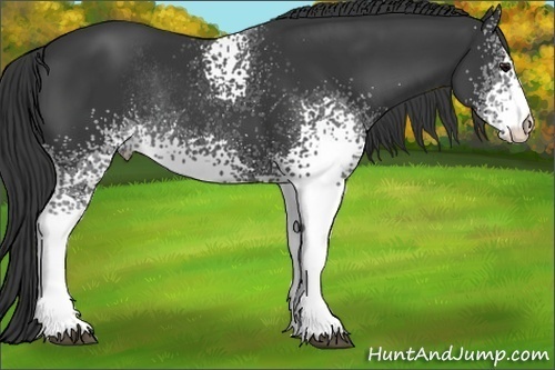 Horse Color:White Spotted Smoky Black Rabicano 