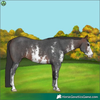 Horse Color:Brown Sabino 